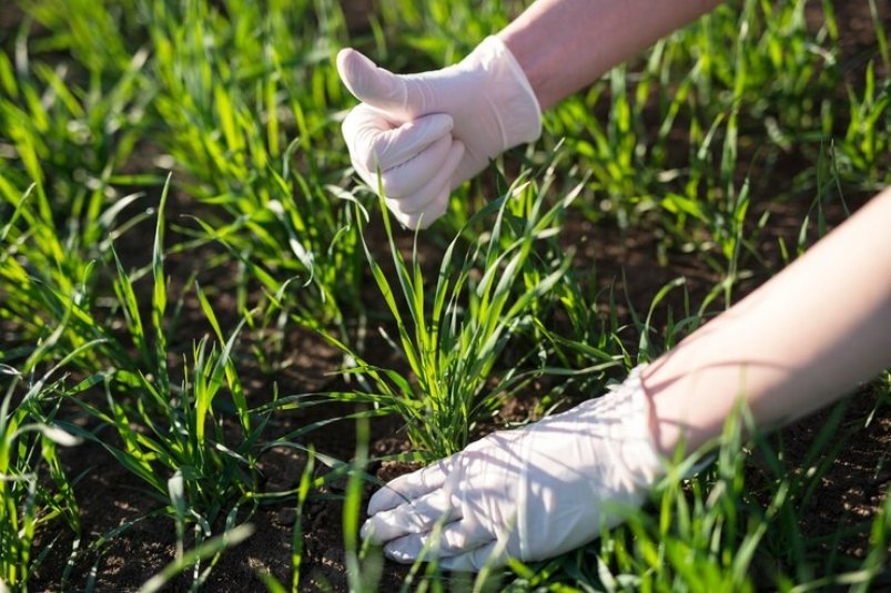 Никакой химии: как за 15 рублей избавить землю от неубиваемых сорняков