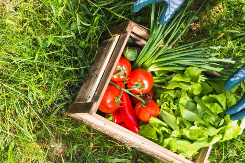 Цены взлетят: 3 овоща с огорода, которые озолотят дачников уже в июле