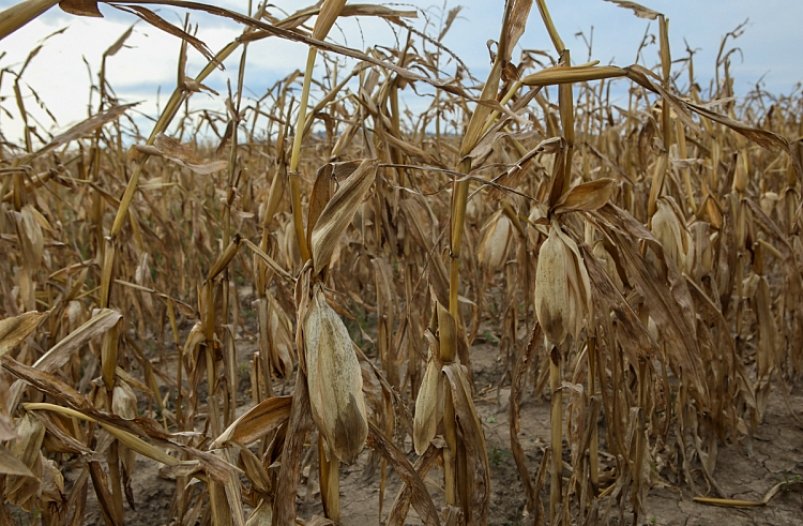 Из-за ливней затонули соя, кукуруза и ранние зерновые в Уссурийском городском округе