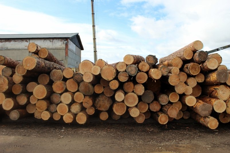 Уголовным делом о контрабанде древесины на 600 млн рублей займется суд Уссурийска