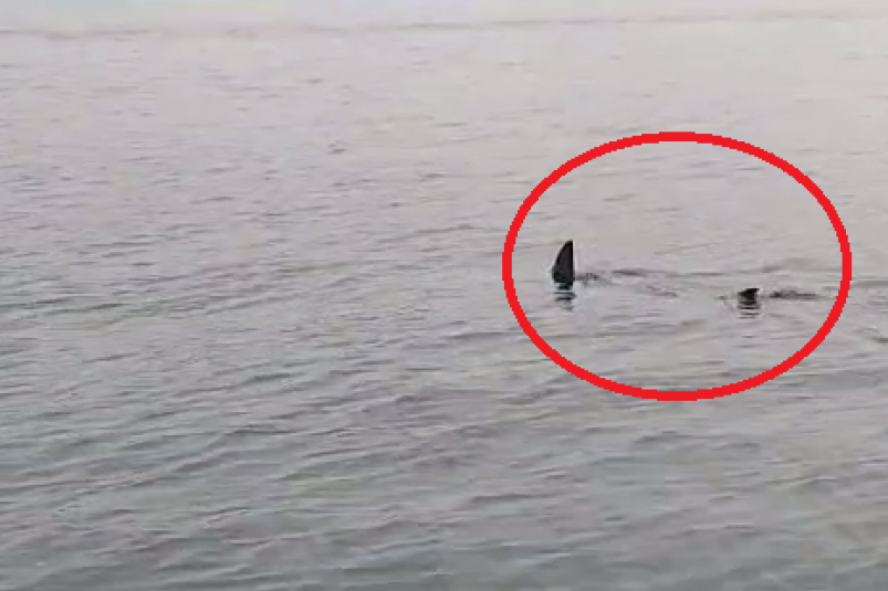 Огромную акулу обнаружили у берегов популярного пляжа в Приморье - видео