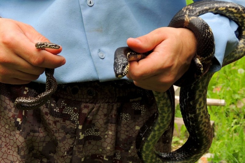 Змеи чаще кусают мужчин и детей: герпетолог назвал 