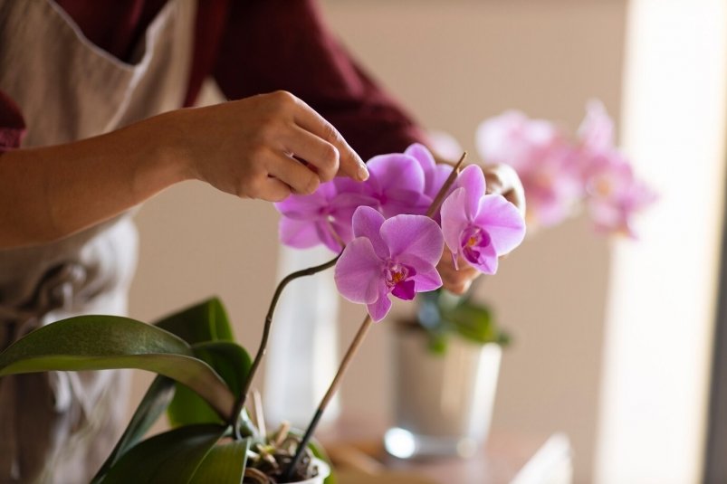 Самая крупная за 4 года партия орхидей поступила из Китая в Приморье