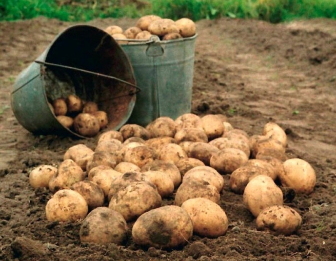 Уже в продаже: уборка картофеля и овощей началась в полях Уссурийского городского округа