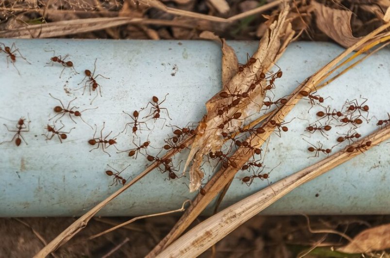 Смешайте эти 2 порошка, и надоедливые муравьи сбегут за неделю - метод сладкоежек