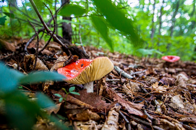 Тихая охота в самом разгаре: 5 правил избежать отравления грибами - об этом забывают 10%
