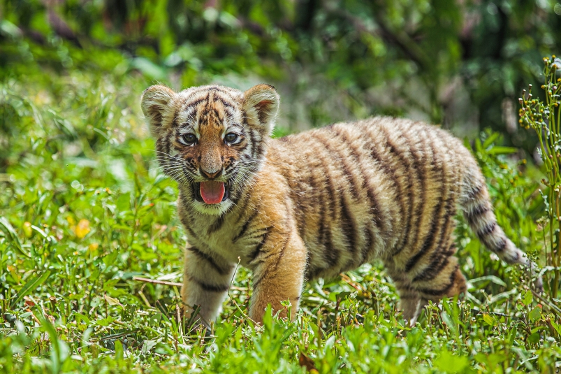 Эти хищники находятся под угрозой исчезновения: День тигра отмечается 29 июля во всем мире
