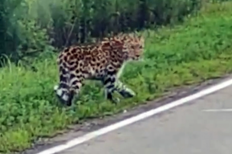 Ученые проверили леопарда у трассы под Уссурийском: ранее неизвестная науке особь (видео)