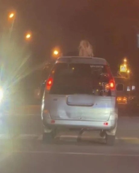 Водителя из Уссурийска наказали за пассажира, выглядывавшего из люка автомобиля Пресс-служба УМВД России по Приморскому краю
