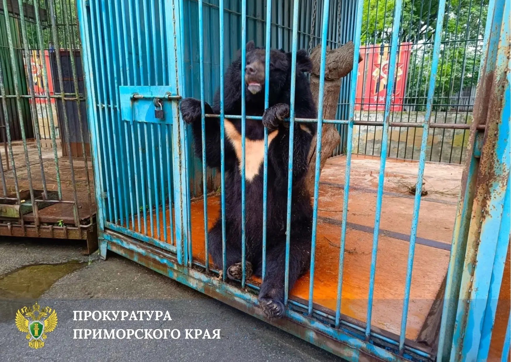 Медведь в зооуголке Уссурийска прокуратура Приморкого края