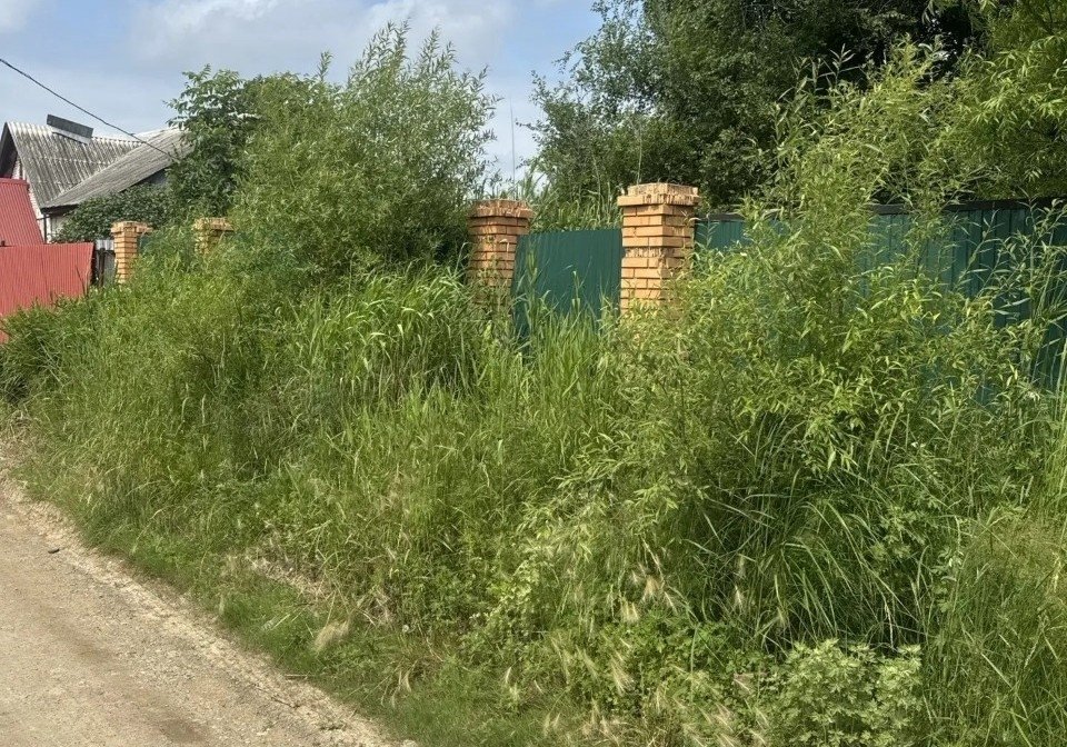 Заросли травы пресс-служба администрации УГО