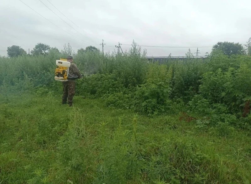 Обработка химикатами зарослей травы пресс-служба ОМВД России по городу Уссурийску